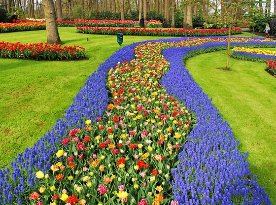 Half-Day Keukenhof Tulip Gardens Tour from Amsterdam