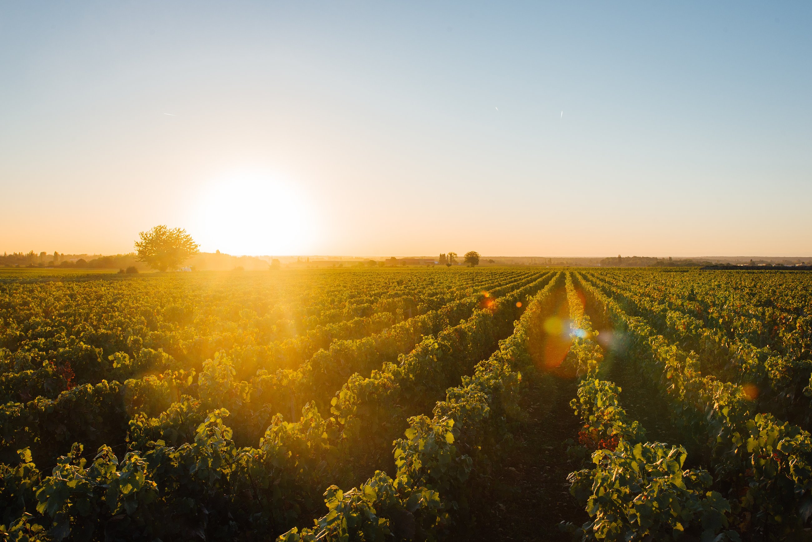 Burgundy Private Wine Tours