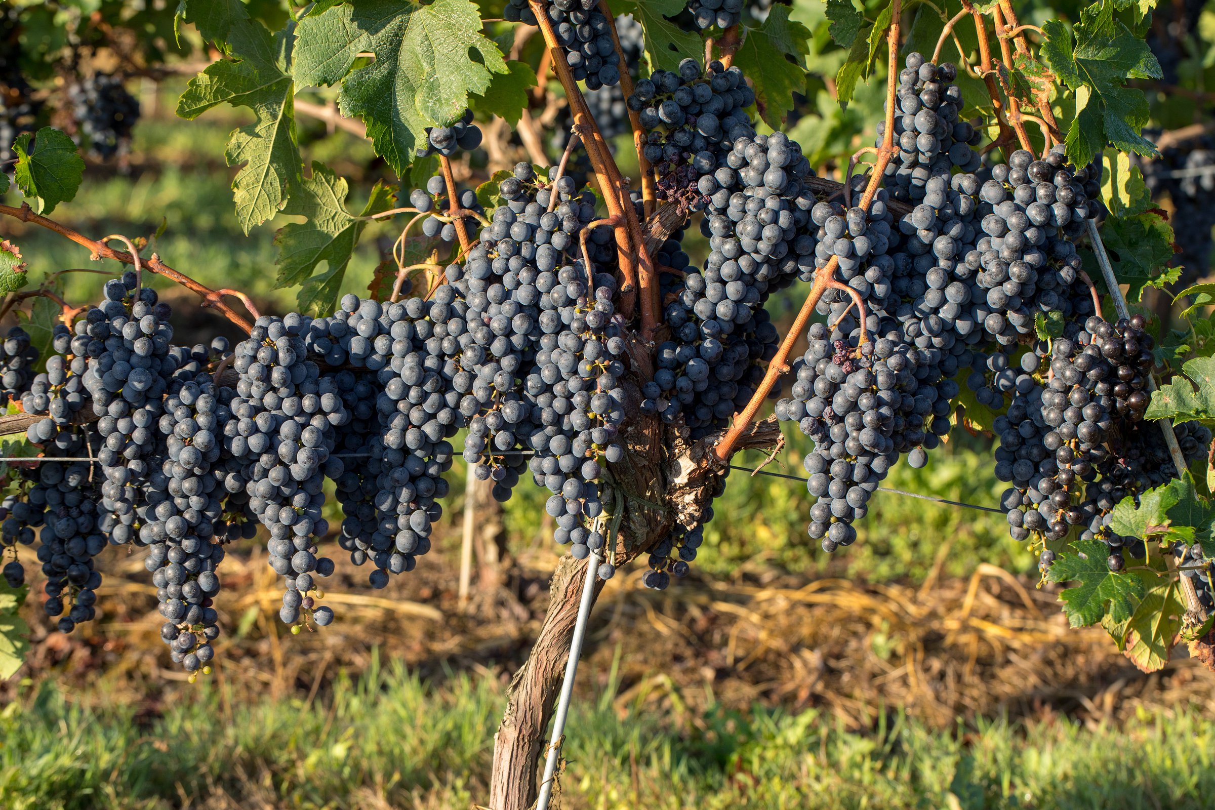 medoc wine tour