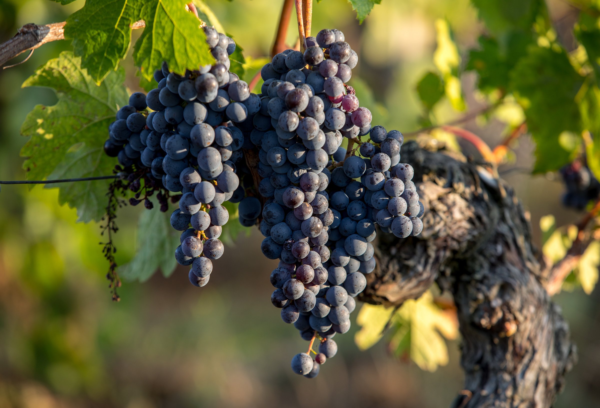 st emilion wine tour